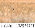金色の葭原を飛ぶハイイロチュウヒ 138579321