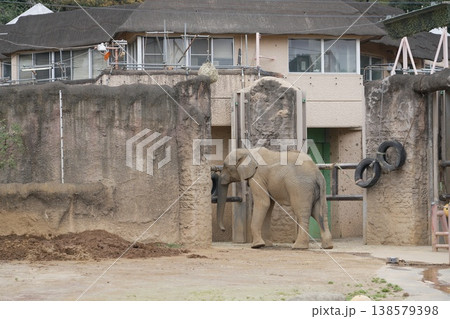 動物園のアジアゾウ 138579398