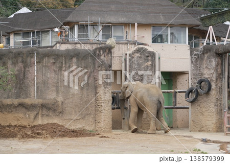 動物園のアジアゾウ 138579399