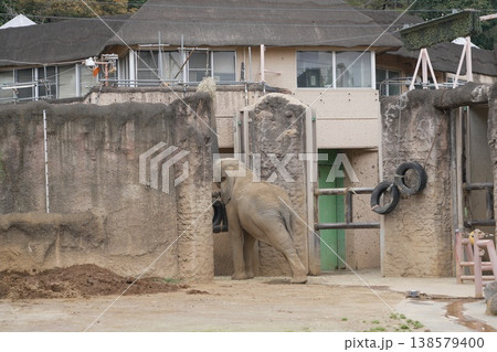 動物園のアジアゾウ 138579400