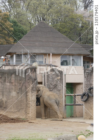 動物園のアジアゾウ 138579401