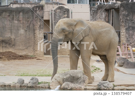 動物園のアジアゾウ 動物園のアジアゾウ 138579407