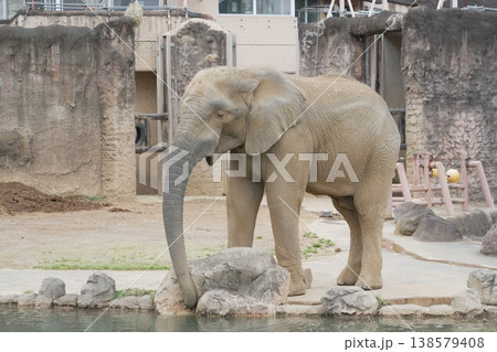 動物園のアジアゾウ 動物園のアジアゾウ 138579408
