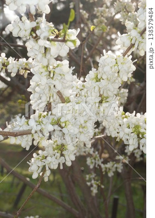 咲き始めたハナズオウの花・2026年4月 咲き始めたハナズオウの花・2026年4月 138579484