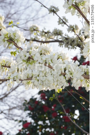 咲き始めたハナズオウの花・2026年4月 138579486