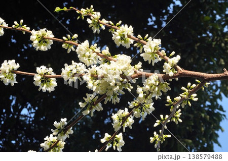 咲き始めたハナズオウの花・2026年4月 138579488