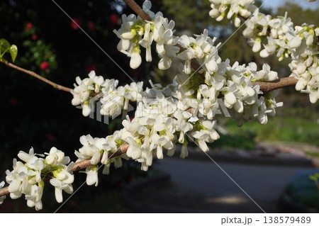 咲き始めたハナズオウの花・2026年4月 138579489