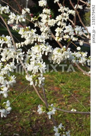 咲き始めたハナズオウの花・2026年4月 咲き始めたハナズオウの花・2026年4月 138579492