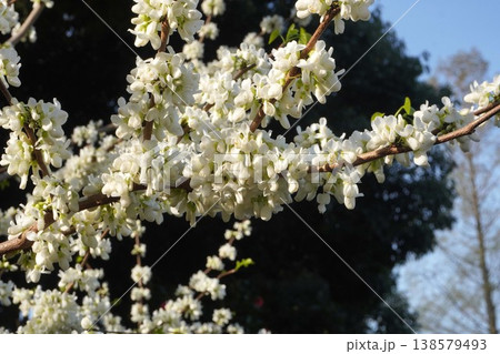 咲き始めたハナズオウの花・2026年4月 138579493