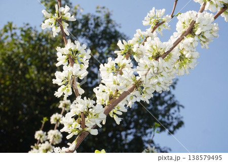 咲き始めたハナズオウの花・2026年4月 咲き始めたハナズオウの花・2026年4月 138579495
