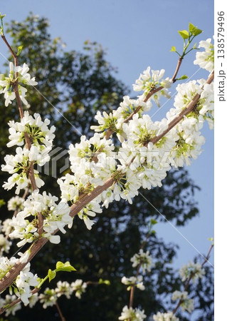 咲き始めたハナズオウの花・2026年4月 138579496
