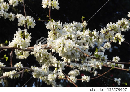 咲き始めたハナズオウの花・2026年4月 138579497