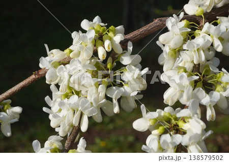 咲き始めたハナズオウの花・2026年4月 138579502