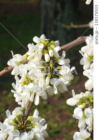 咲き始めたハナズオウの花・2026年4月 138579503