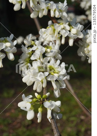 咲き始めたハナズオウの花・2026年4月 咲き始めたハナズオウの花・2026年4月 138579504