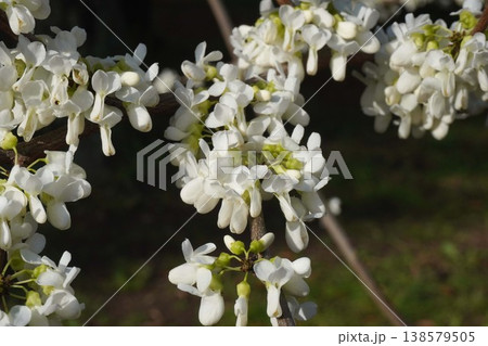 咲き始めたハナズオウの花・2026年4月 咲き始めたハナズオウの花・2026年4月 138579505