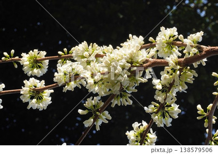 咲き始めたハナズオウの花・2026年4月 138579506