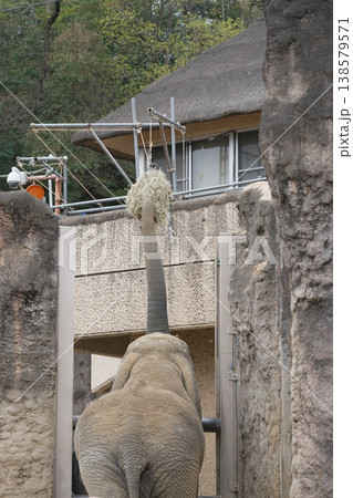 動物園のアジアゾウ 138579571