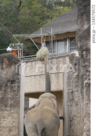 動物園のアジアゾウ 138579572