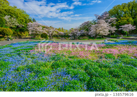 横浜・三ツ池公園に咲くネモフィラとリナリアのパステルカラーの花畑 横浜・三ツ池公園に咲くネモフィラとリナリアのパステルカラーの花畑 138579616