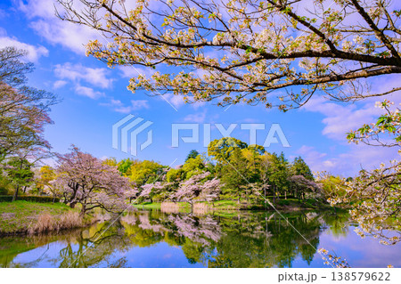 さくら名所100選 横浜・三ツ池公園の満開の桜と水面に映る絶景のリフレクション さくら名所100選 横浜・三ツ池公園の満開の桜と水面に映る絶景のリフレクション 138579622
