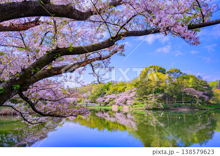 さくら名所100選 横浜・三ツ池公園の満開の桜と水面に映る絶景のリフレクション さくら名所100選 横浜・三ツ池公園の満開の桜と水面に映る絶景のリフレクション 138579623