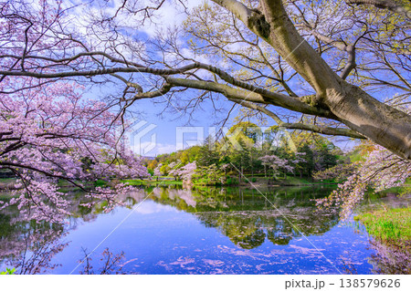 さくら名所100選 横浜・三ツ池公園の満開の桜と水面に映る絶景のリフレクション 138579626