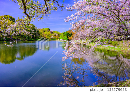 さくら名所100選 横浜・三ツ池公園の満開の桜と水面に映る絶景のリフレクション さくら名所100選 横浜・三ツ池公園の満開の桜と水面に映る絶景のリフレクション 138579628