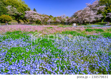横浜・三ツ池公園に咲くネモフィラとリナリアのパステルカラーの花畑 横浜・三ツ池公園に咲くネモフィラとリナリアのパステルカラーの花畑 138579631