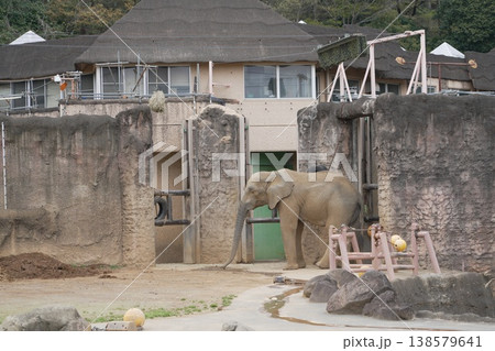 動物園のアジアゾウ 138579641