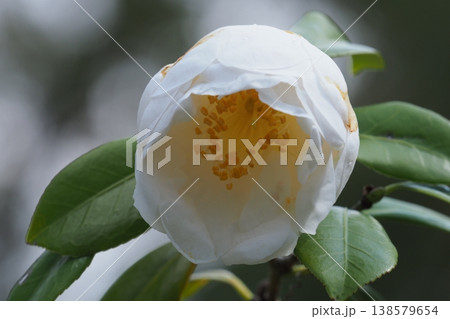 白い椿の花 138579654