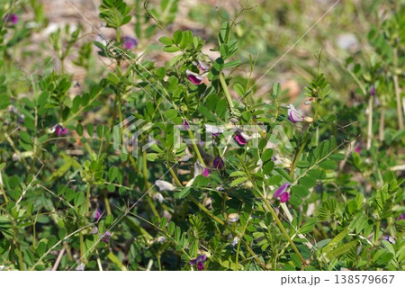 カラスノエンドウ・2026年3月 138579667