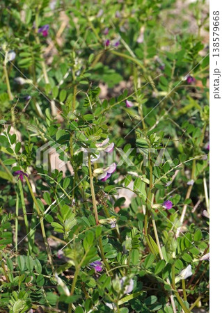 カラスノエンドウ・2026年3月 138579668