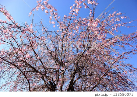見ごろを迎えた福蔵院山門近くにある枝垂桜(3) 見ごろを迎えた福蔵院山門近くにある枝垂桜(3) 138580073