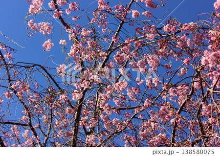 見ごろを迎えた福蔵院山門近くにある枝垂桜(5) 見ごろを迎えた福蔵院山門近くにある枝垂桜(5) 138580075