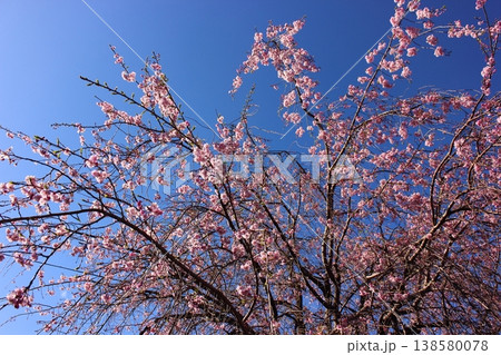 見ごろを迎えた福蔵院山門近くにある枝垂桜（8） 138580078