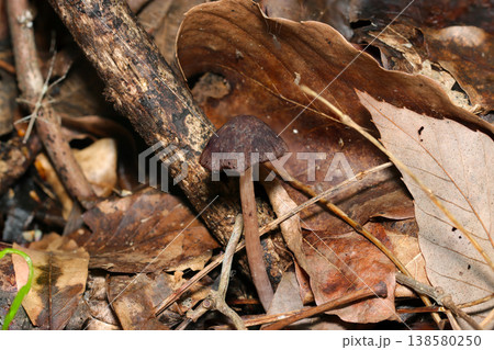 日本の春、こげ茶色のウスベニイタチタケが一本林床にたつ（自然環境下菌・キノコ類マクロ撮影） 138580250