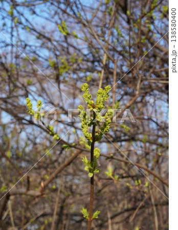 ライラックの花芽吹き・2026年3月 ライラックの花芽吹き・2026年3月 138580400