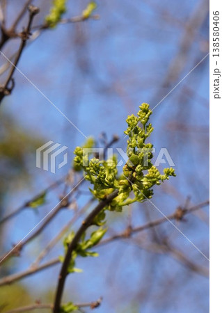 ライラックの花芽吹き・2026年3月 ライラックの花芽吹き・2026年3月 138580406