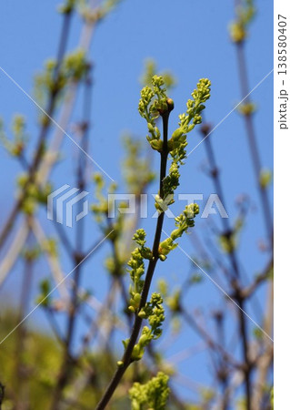 ライラックの花芽吹き・2026年3月 ライラックの花芽吹き・2026年3月 138580407