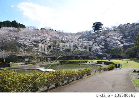 桜爛漫 138580565