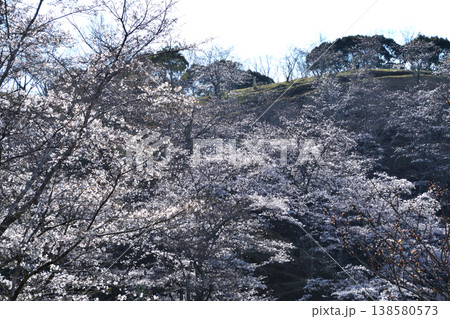 桜爛漫 138580573