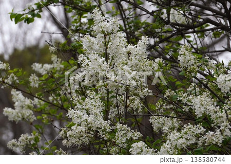 ライラックの花・2026年4月 ライラックの花・2026年4月 138580744