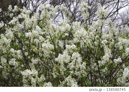 ライラックの花・2026年4月 138580745