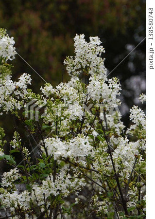 ライラックの花・2026年4月 ライラックの花・2026年4月 138580748