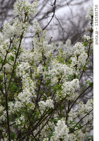 ライラックの花・2026年4月 138580750