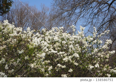 ライラックの花・2026年4月 ライラックの花・2026年4月 138580751