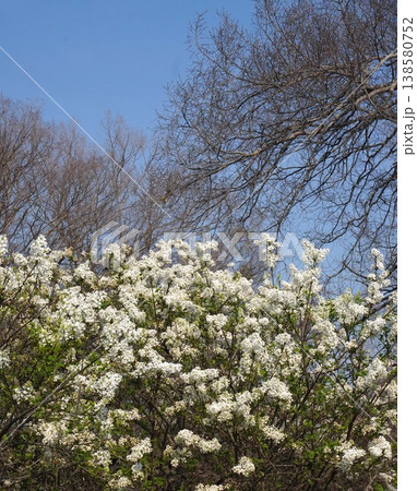 ライラックの花・2026年4月 ライラックの花・2026年4月 138580752