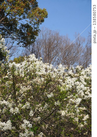 ライラックの花・2026年4月 ライラックの花・2026年4月 138580753
