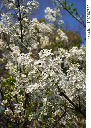 ライラックの花・2026年4月 138580755